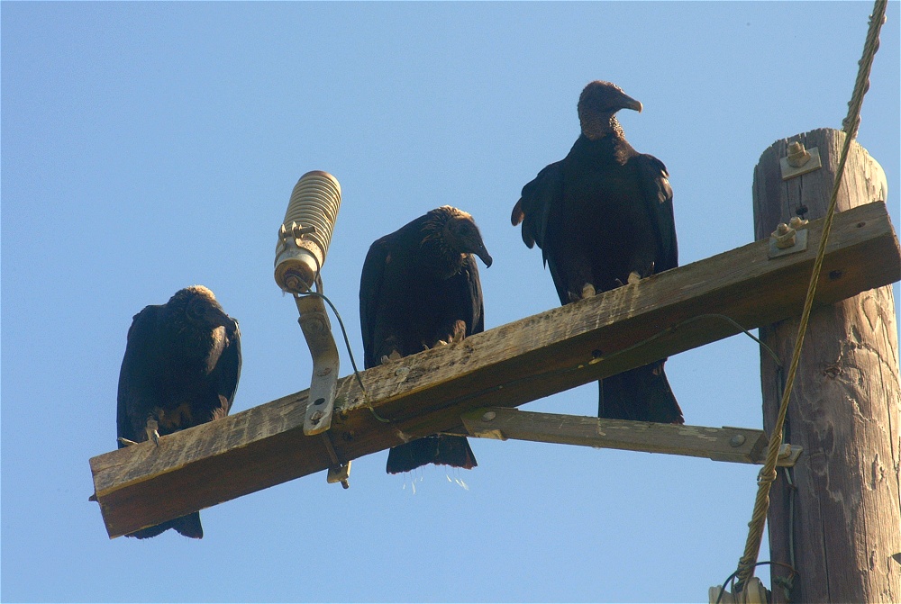 (00) Dscf5256 (turkey vulture).jpg   (1000x671)   226 Kb                                    Click to display next picture